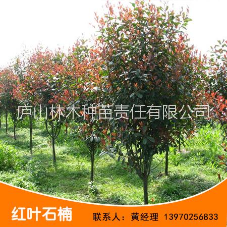 基地直銷江西紅葉石楠種苗 紅葉石楠種苗批發(fā) *