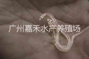 供應(yīng)用于食用的日本鰻魚魚苗  日本鰻魚魚苗批發(fā)