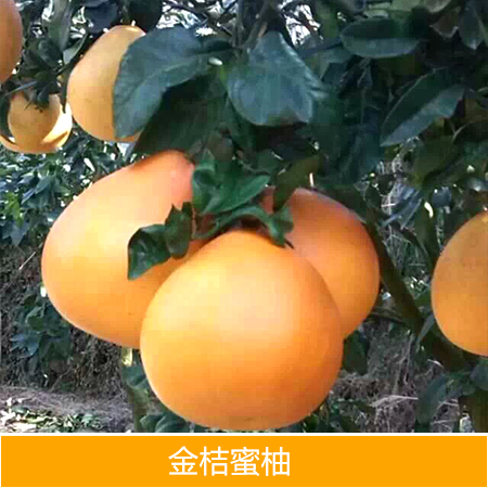 供應(yīng)廣西金桔蜜柚苗批發(fā)廠家