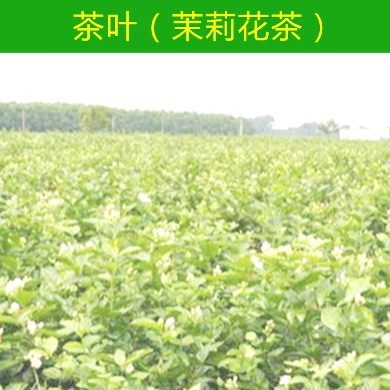 供應(yīng)優(yōu)質(zhì)橫縣茉莉花茶批發(fā)