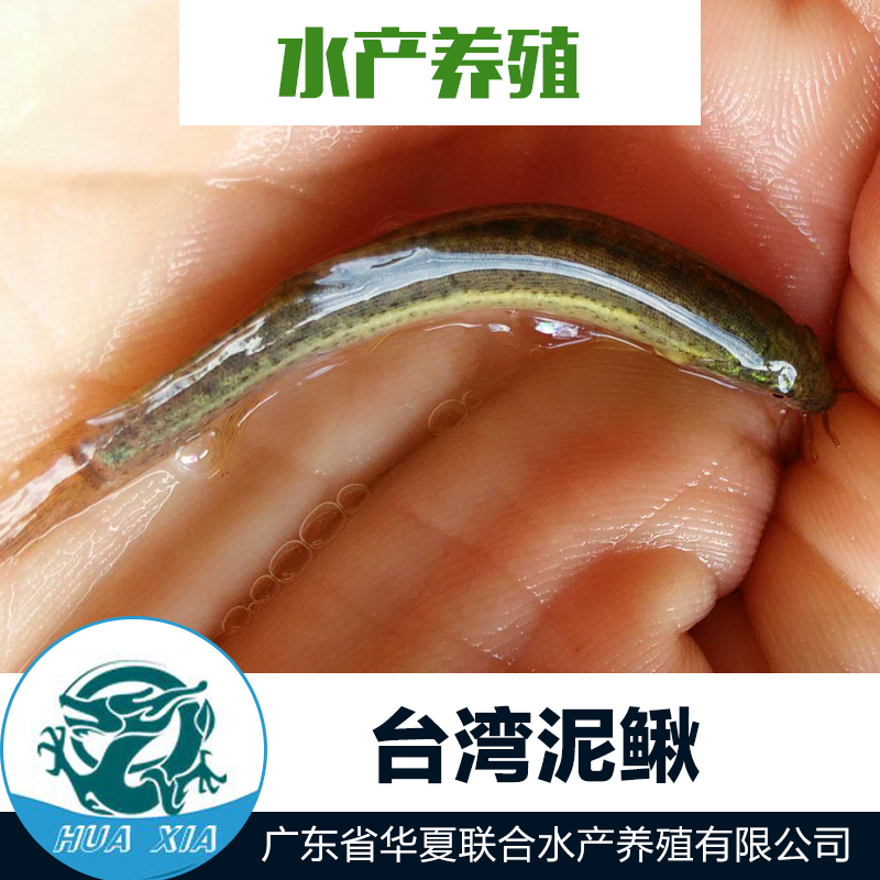 供應(yīng)臺(tái)灣泥鰍苗 泥鰍苗 臺(tái)灣泥鰍苗養(yǎng)殖 臺(tái)灣泥鰍苗價(jià)格 水產(chǎn)養(yǎng)殖