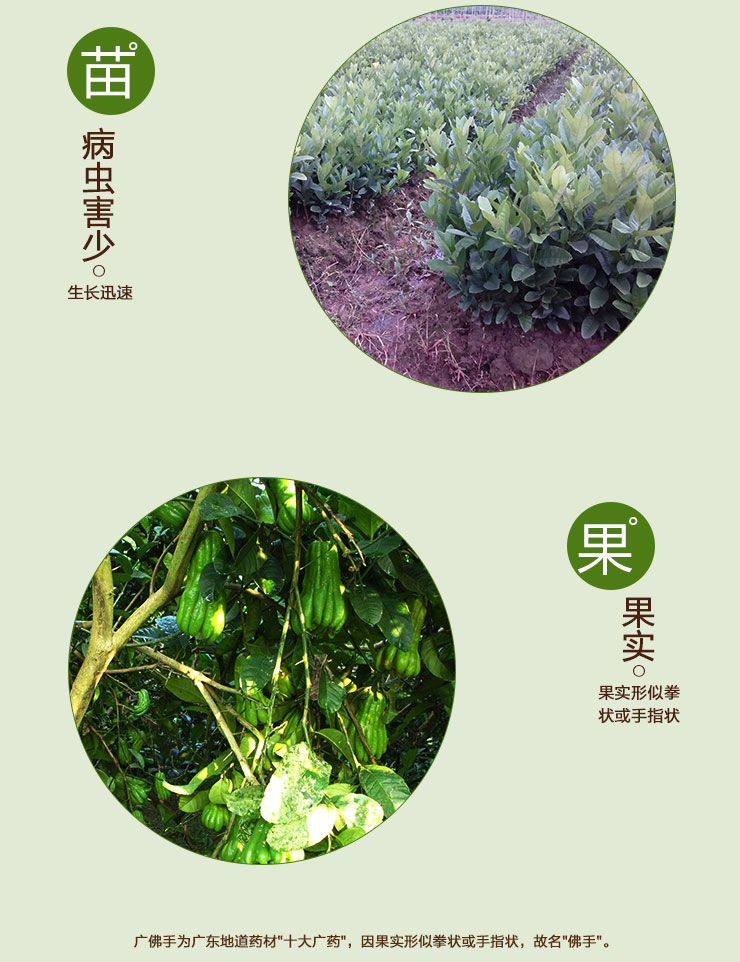 桂林佛手苗出售 佛手苗 廣西佛手苗哪里有 佛手苗種植基地電話 出售