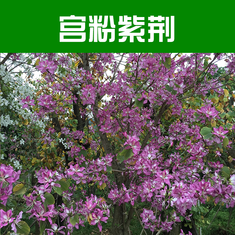 供應(yīng)宮粉紫荊 紫荊花 宮粉紫荊 獨(dú)桿紫荊 紫荊苗 柳州天成綠化苗木基地