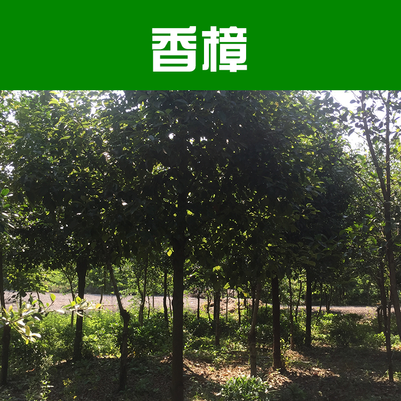 供應(yīng)香樟 樟樹 香樟樹價格 柳州綠化苗木基地