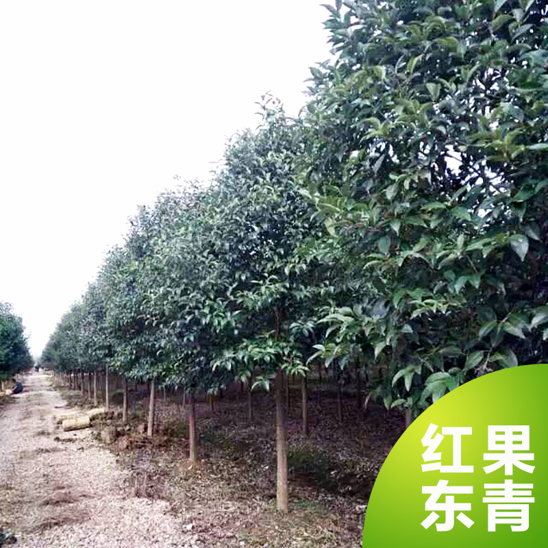 供應湖北紅果冬青苗木批發(fā)，湖北１０－２５公分全冠紅果冬青苗木批發(fā)，湖北假植紅果冬青苗木批發(fā)，湖北骨架１０－２５公分紅果冬