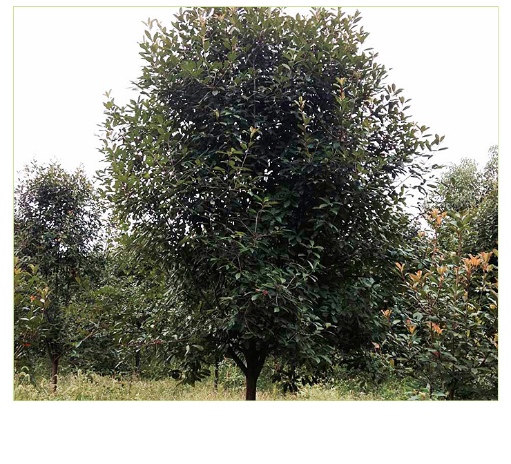 供應(yīng)湖北紅葉石楠苗木價格，湖北３公分紅葉石楠價格，湖北８公分紅葉石楠價格，紅葉石楠苗木批發(fā)