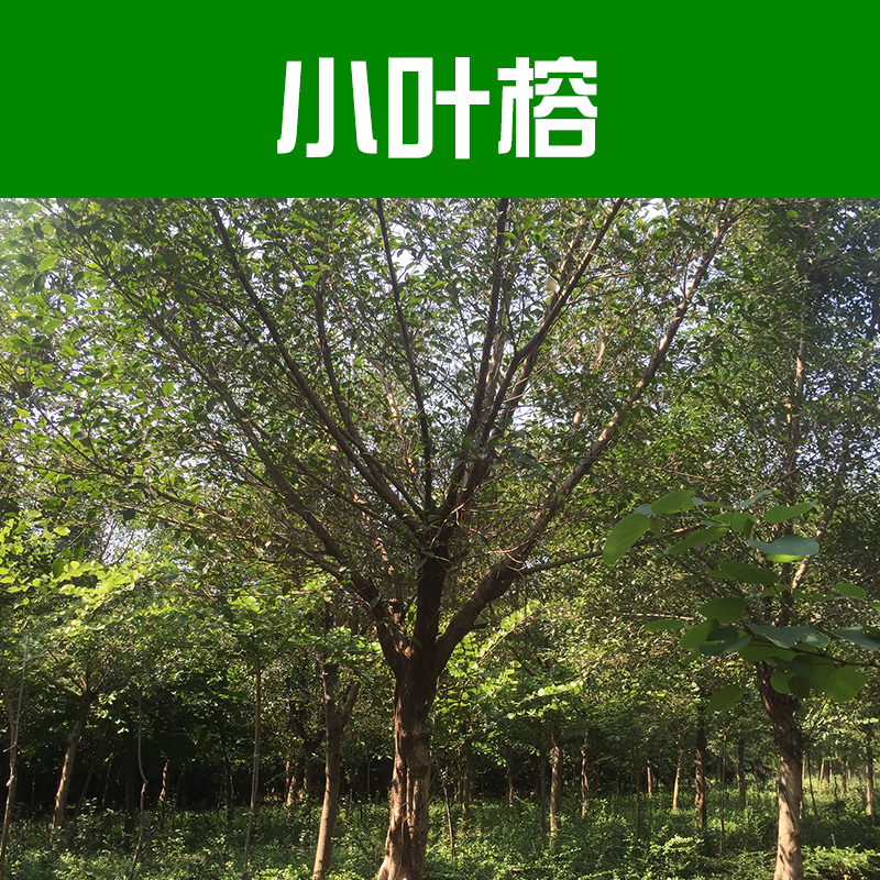 供應(yīng)小葉榕 雅榕 小葉榕樹價(jià)格 柳州綠化苗木基地
