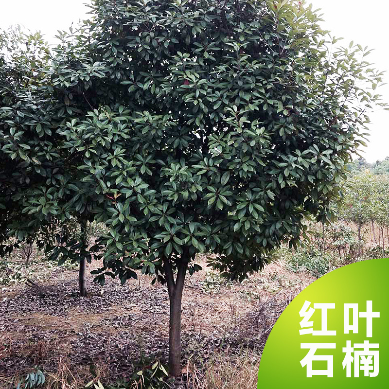 供應紅葉石楠 高桿紅葉石楠 紅葉石楠價格 荊州苗木基地