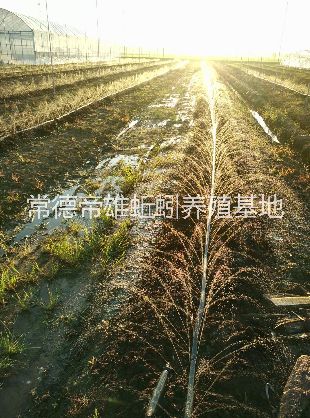 供應(yīng)大平二號種蚯蚓20斤裝，種蚯蚓，蚯蚓苗，紅蚯蚓，魚餌，純牛糞蚯蚓