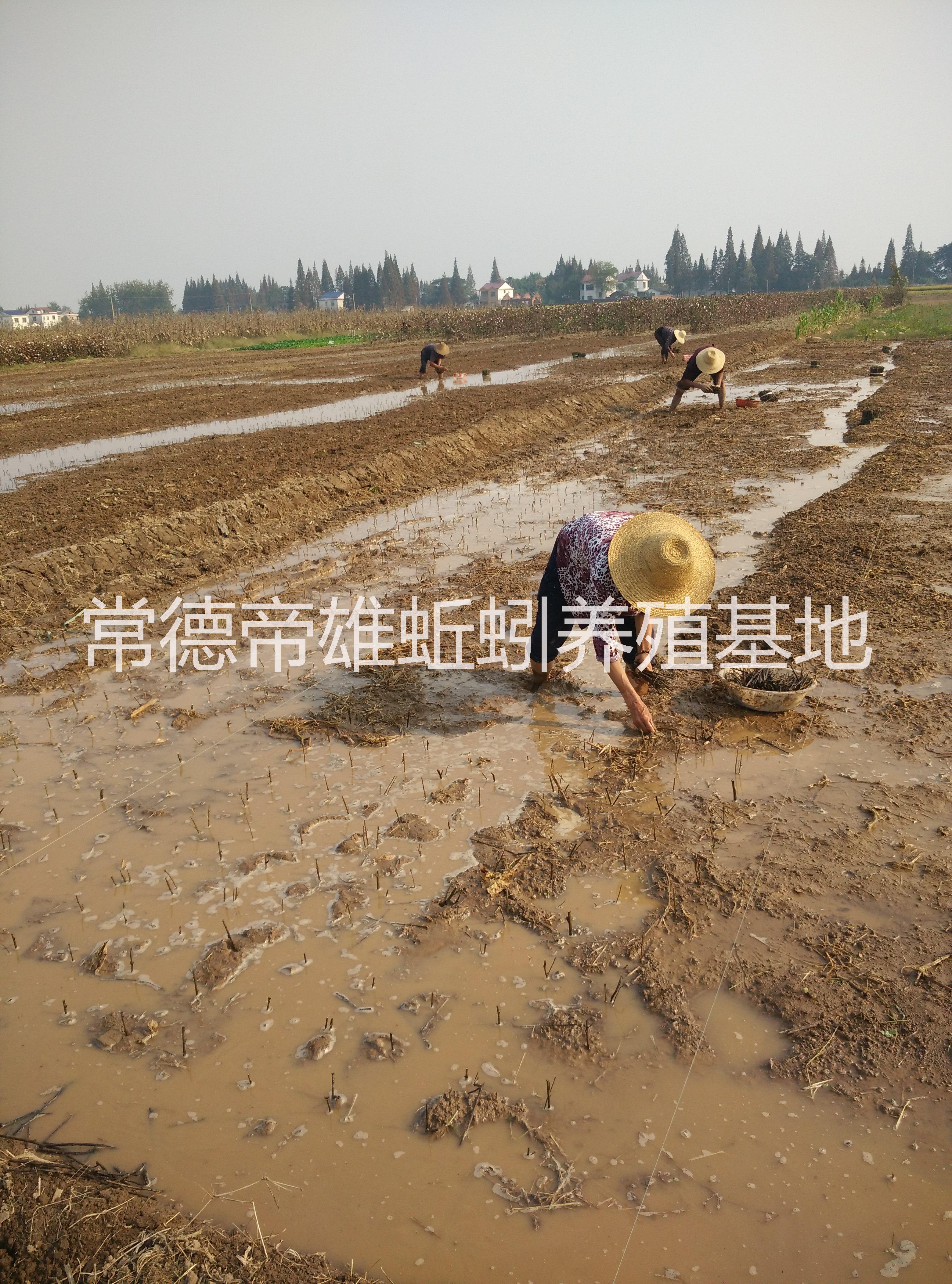 供應(yīng)批發(fā)*藜蒿洞庭湖蒿 南京八卦洲藜蒿  藜蒿臘肉 黃石湖蒿 有機(jī)蔬菜 農(nóng)家菜