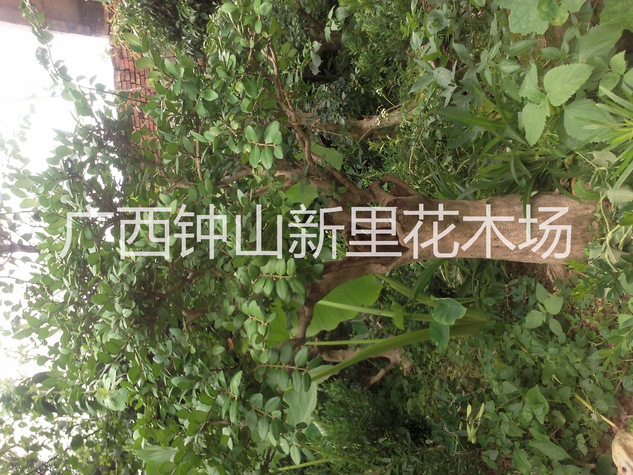 供應(yīng)小葉黃楊苗栽培小葉黃楊苗管理，廣西黃楊苗產(chǎn)地