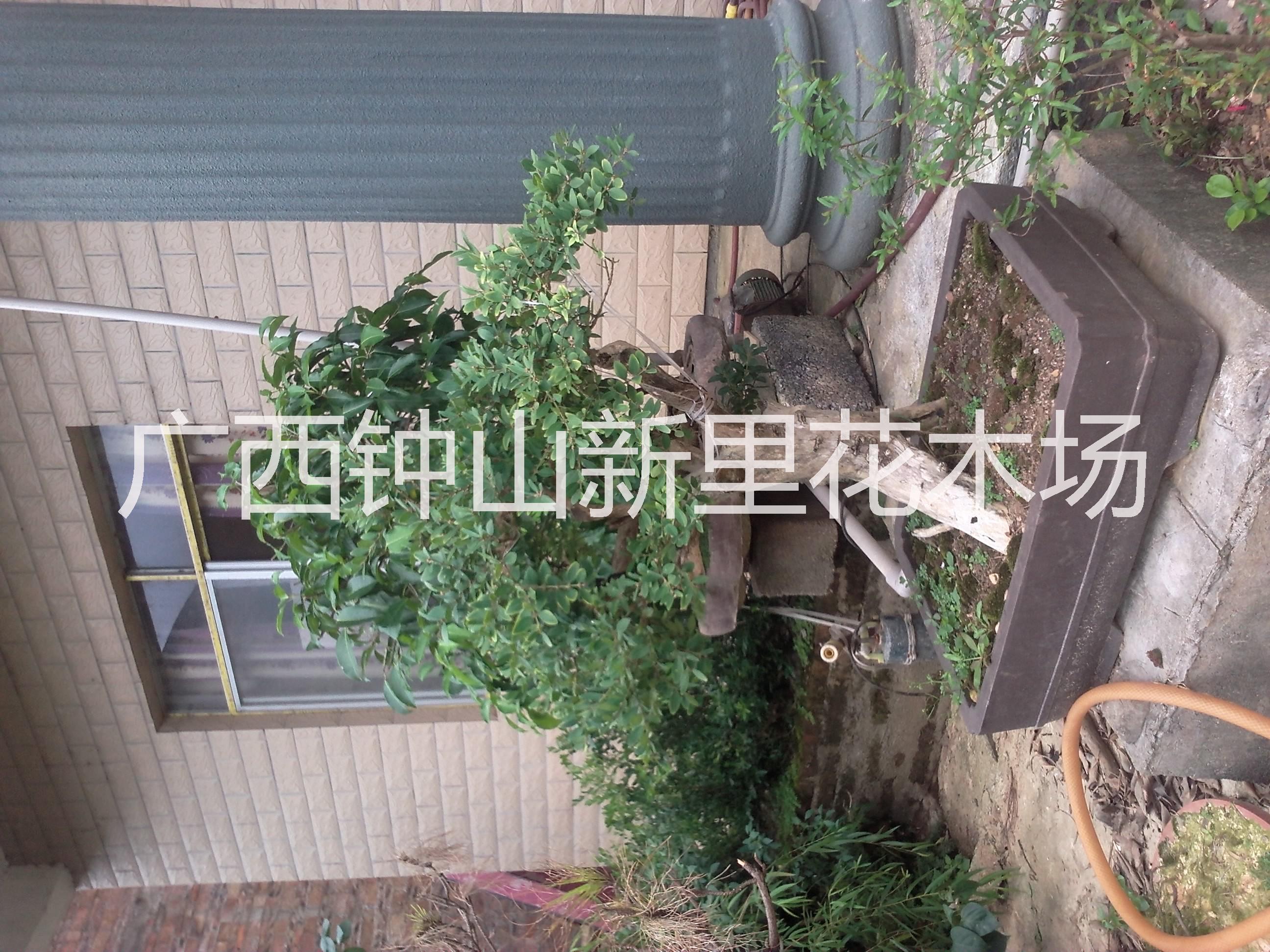 供應黃楊盆景的養(yǎng)護管理