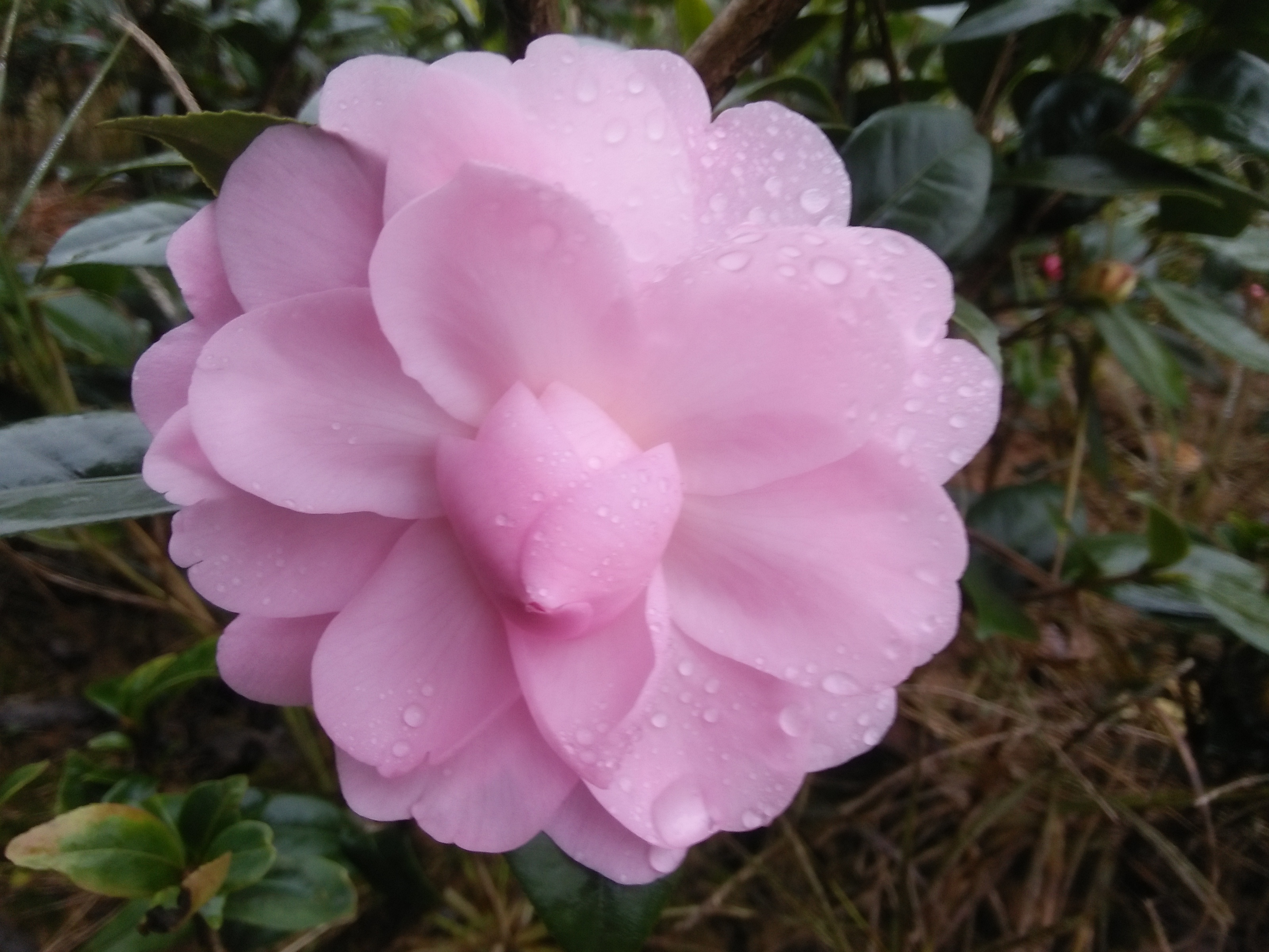 供應(yīng)山茶花批發(fā)價(jià)格，山茶花報(bào)價(jià)，金華茶花，金華茶花小苗