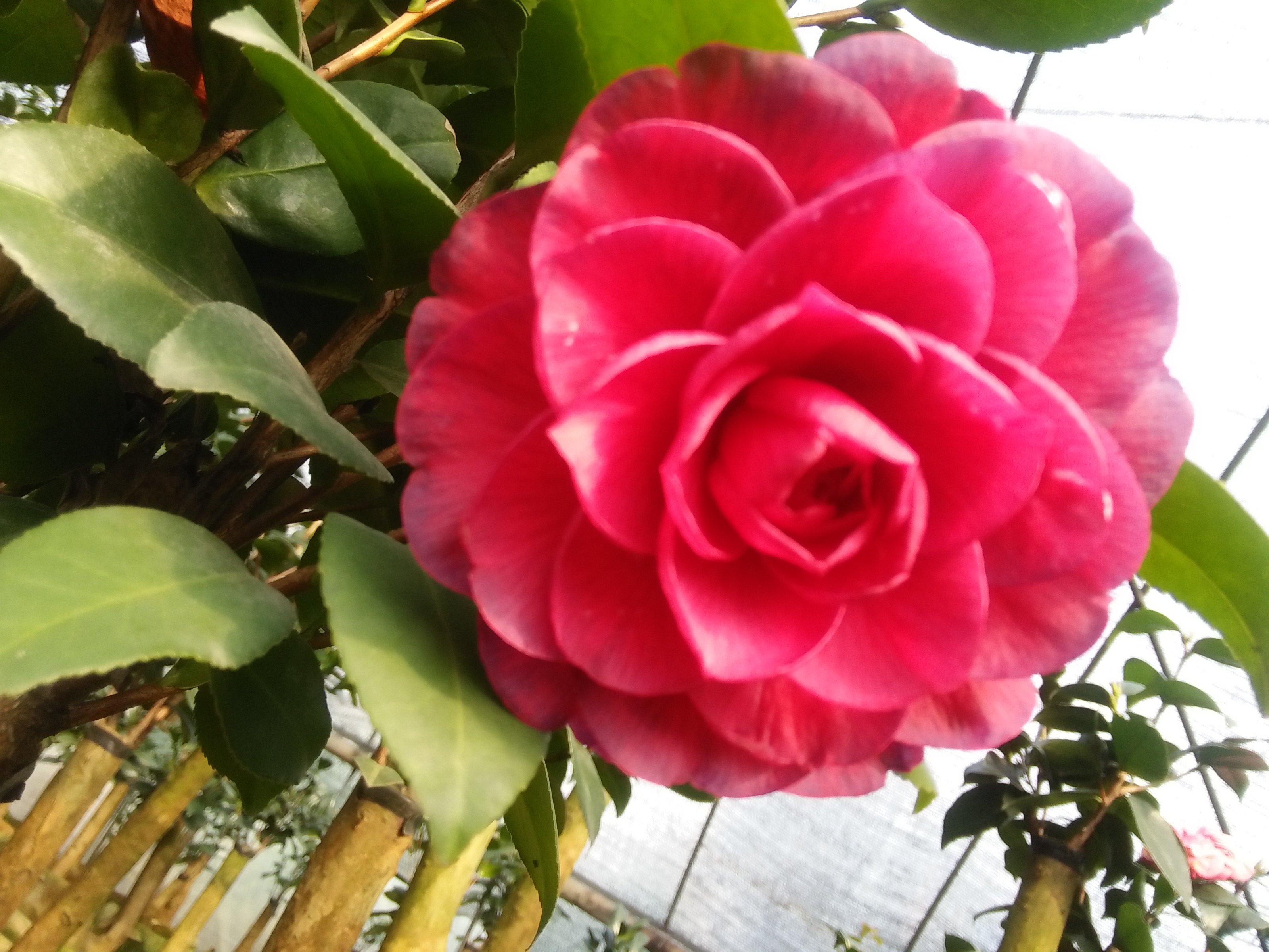 供應山茶花，金華山茶花種植園，金華山茶花苗圃，金華山茶花批發(fā)