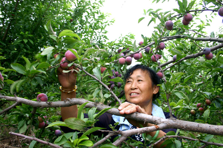供應(yīng)基地長(zhǎng)期供應(yīng)李子樹(shù)苗