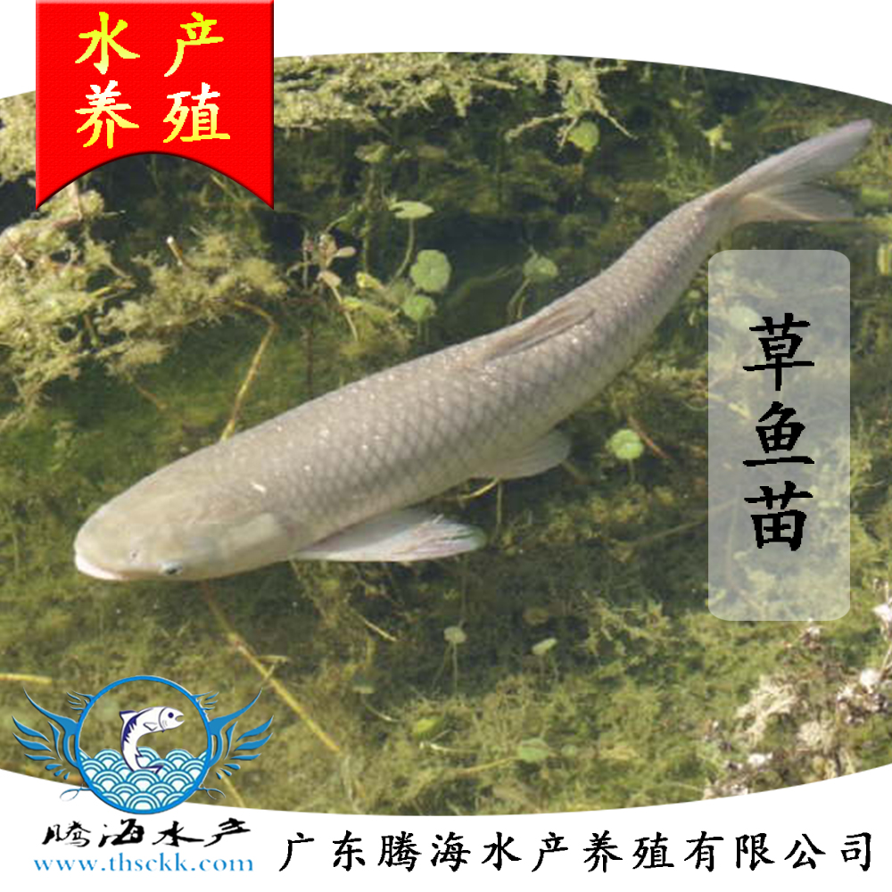 供應(yīng)批發(fā)草魚苗