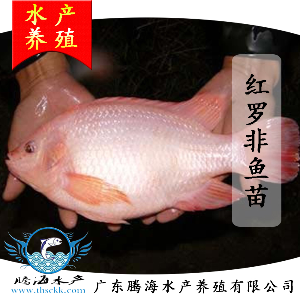 供應優(yōu)質紅羅非魚苗批發(fā)