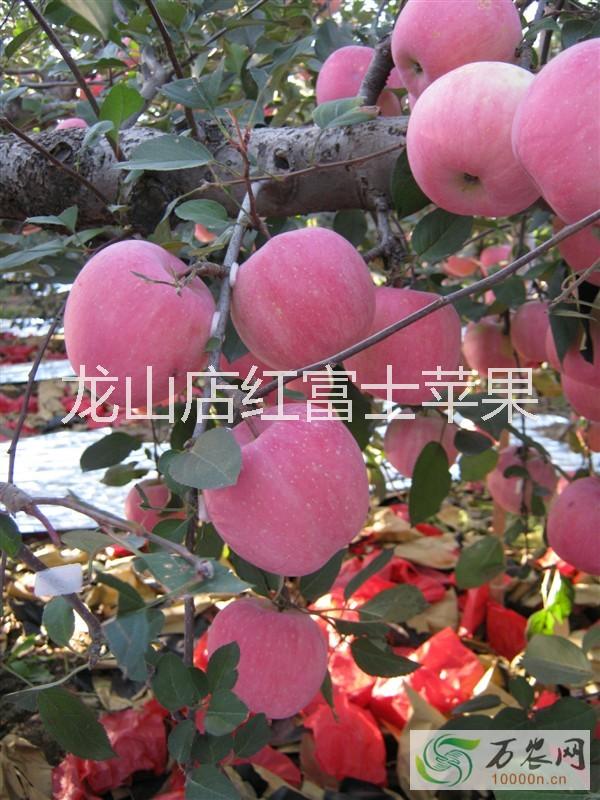 供應用于*的紅富士