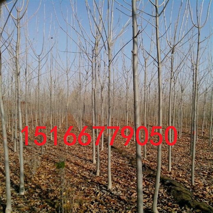 凱喆苗木大量供應1——20公分法桐 全冠法桐  法桐小苗 綠化苗木