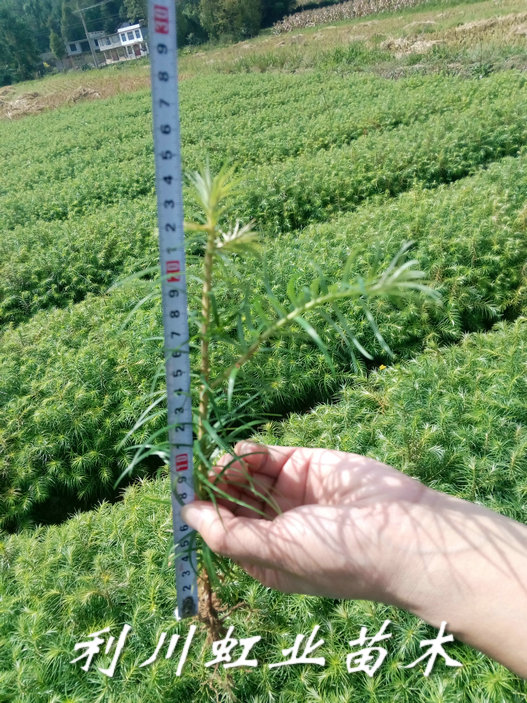 供應(yīng)杉木苗/20公分以上杉木苗