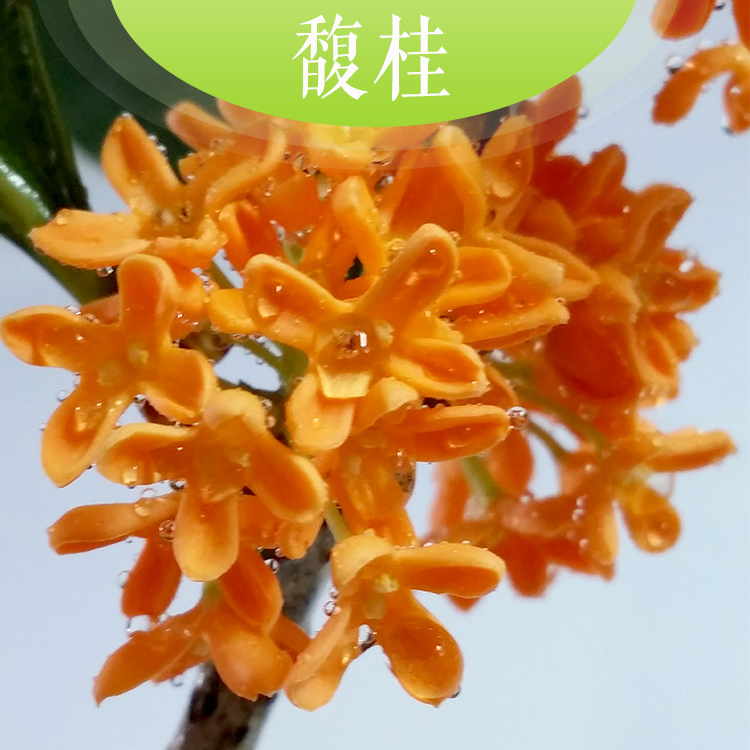 供應(yīng)馥桂供應(yīng)自產(chǎn)自銷(xiāo)樹(shù)形優(yōu)美 香飄四溢花色艷麗丹桂* 馥桂