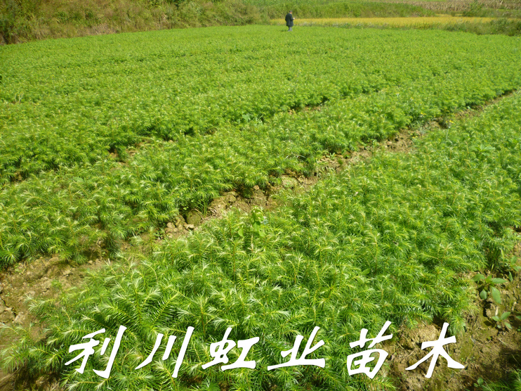 供應(yīng)杉木苗/20公分以上杉木苗