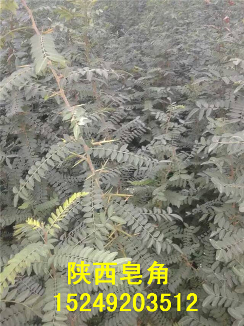 供應(yīng)皂角苗-皂角苗供應(yīng)-皂角苗批發(fā)-皂角苗價(jià)格
