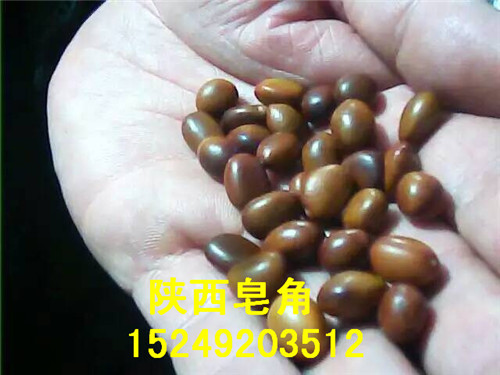 供應(yīng)皂角種子-皂角種子供應(yīng)-皂角種子批發(fā)-皂角種子價(jià)格