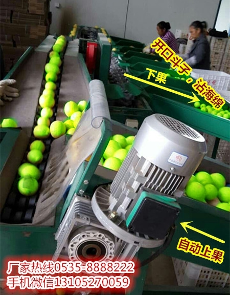廣西青棗分選機采用型鋼結(jié)構(gòu)，堅固