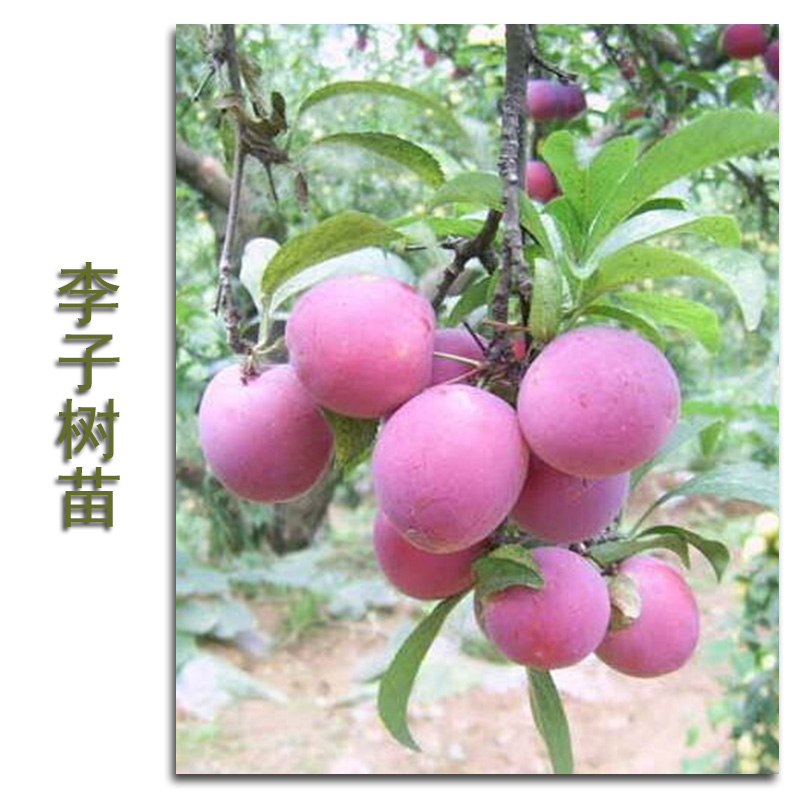 供應(yīng)李子樹(shù)苗基地
