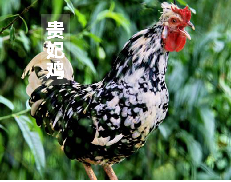 湖南貴妃雞孵化場一手貨源、湖南貴妃雞苗多少錢一只 可提供養(yǎng)殖技術(shù)