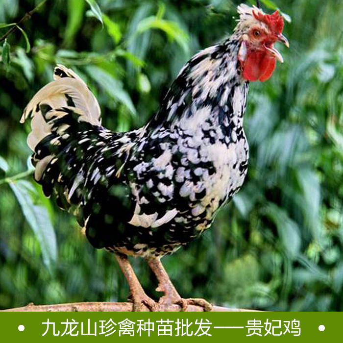 供應貴妃雞苗批發(fā)