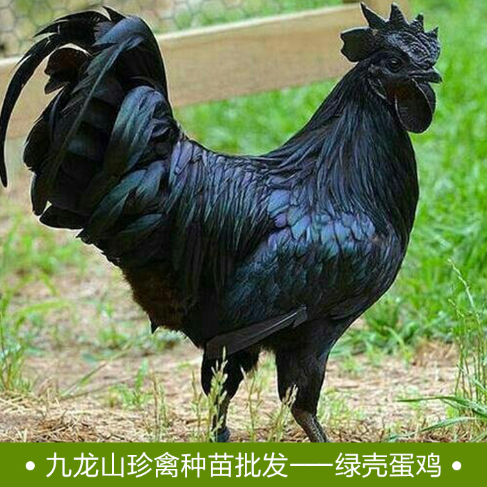 【批發(fā)】綠殼蛋雞苗養(yǎng)殖基地 綠殼蛋雞苗*惠
