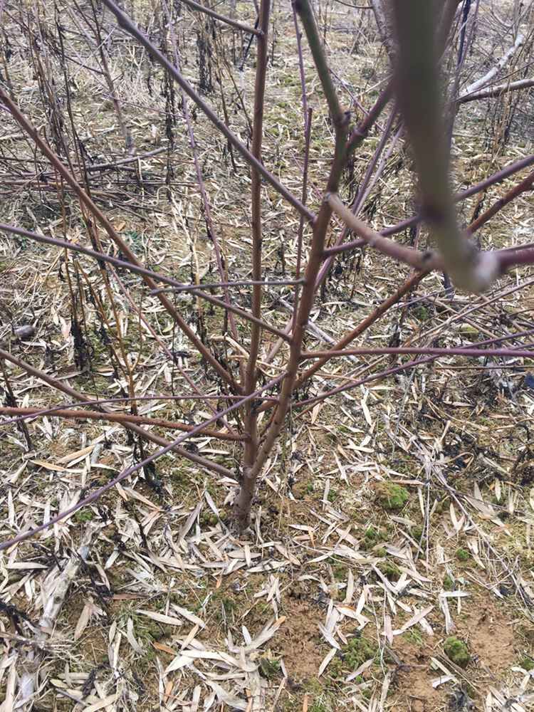 供應(yīng)浙江省二年生水蜜桃苗價(jià)格，浙江寧波奉化水蜜桃苗種植基地