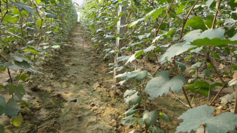 供應(yīng)葡萄大量生產(chǎn)出售，葡萄大量生產(chǎn)出售電話，葡萄大量生產(chǎn)出售咨詢，葡萄大量生產(chǎn)出售聯(lián)系