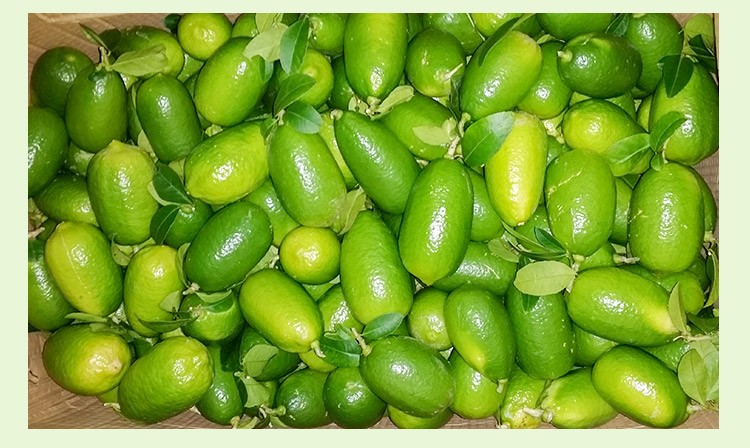 廣西新鮮檸檬 新鮮檸檬批發(fā) 新鮮檸檬價(jià)格 新鮮檸檬哪里有