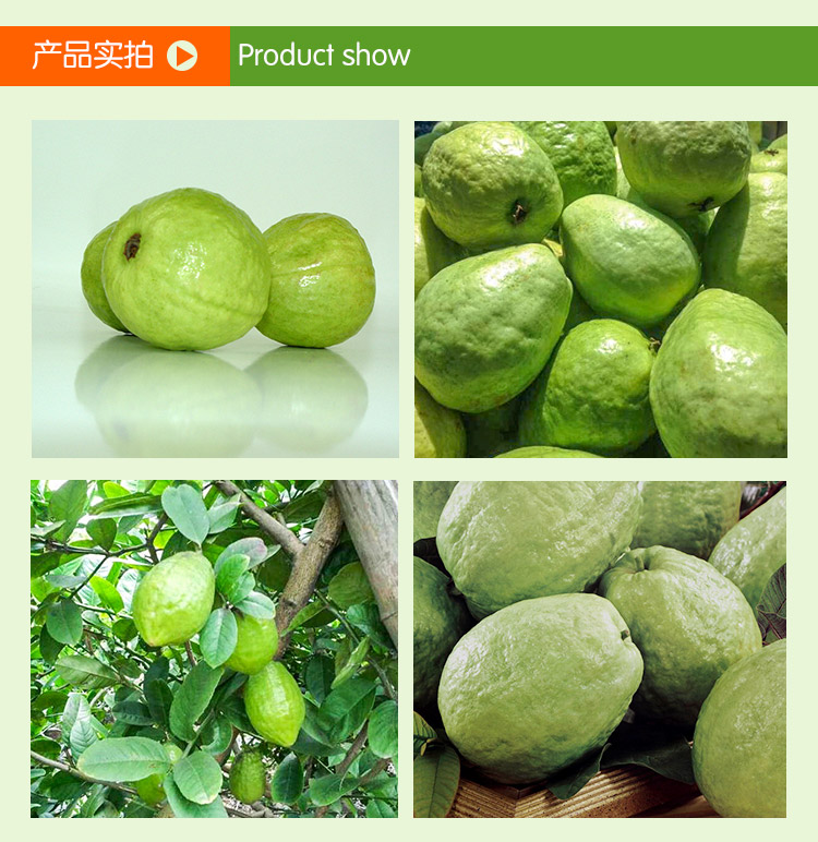 供應番石榴批發(fā)價格 甜脆番石榴 爽口番石榴