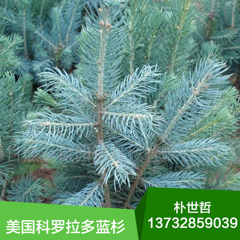 供應(yīng)用于綠化的美國(guó)科羅拉多藍(lán)杉 東北美國(guó)科羅拉多藍(lán)杉綠化苗木   東北美國(guó)科羅拉多藍(lán)杉綠化苗木