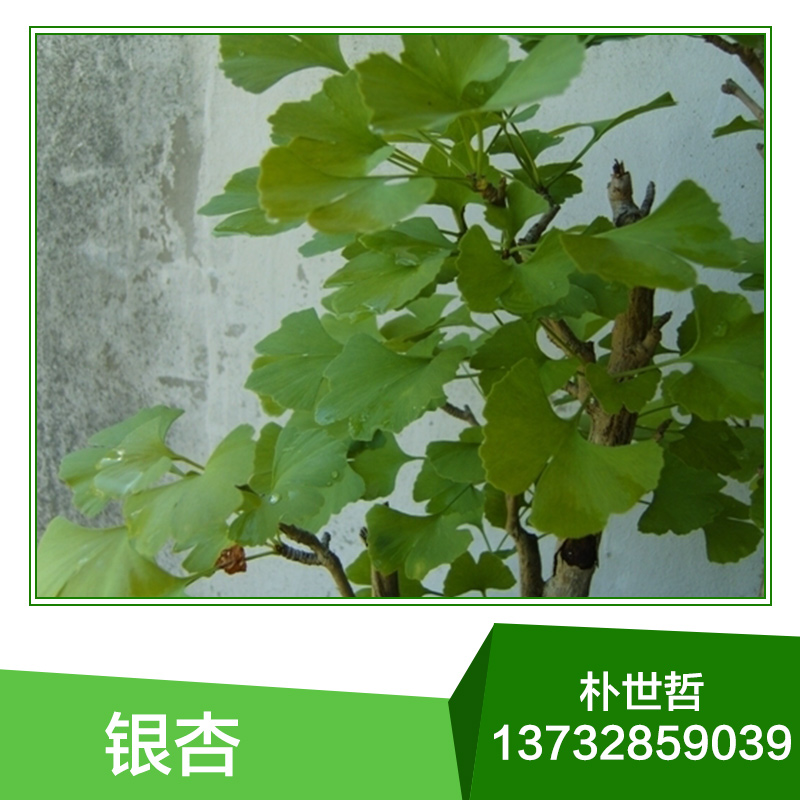 銀杏苗，供應銀杏苗木，銀杏苗木批發(fā)，銀杏苗木價格，苗木批發(fā)，