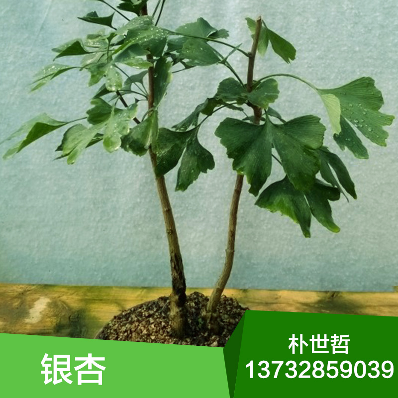 銀杏苗，供應銀杏苗木，銀杏苗木批發(fā)，銀杏苗木價格，苗木批發(fā)，