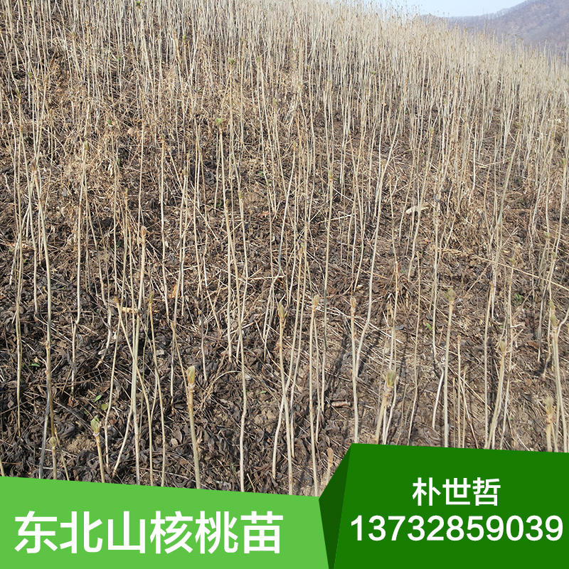 供應(yīng)東北山核桃苗木