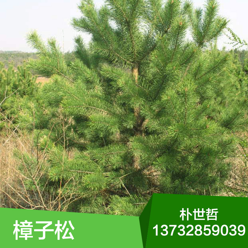 基地直銷 東北樟子松 樟子松苗木 綠化小苗 批發(fā)