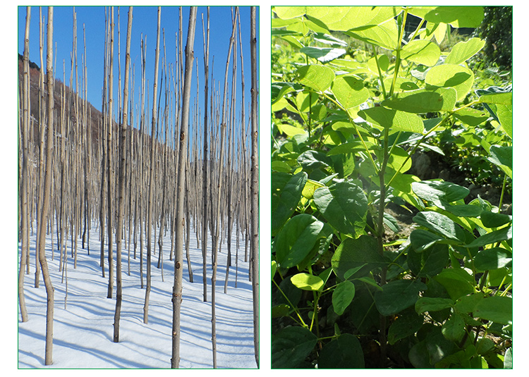 水曲柳苗，水曲柳苗，水曲柳苗批發(fā)，水曲柳價格