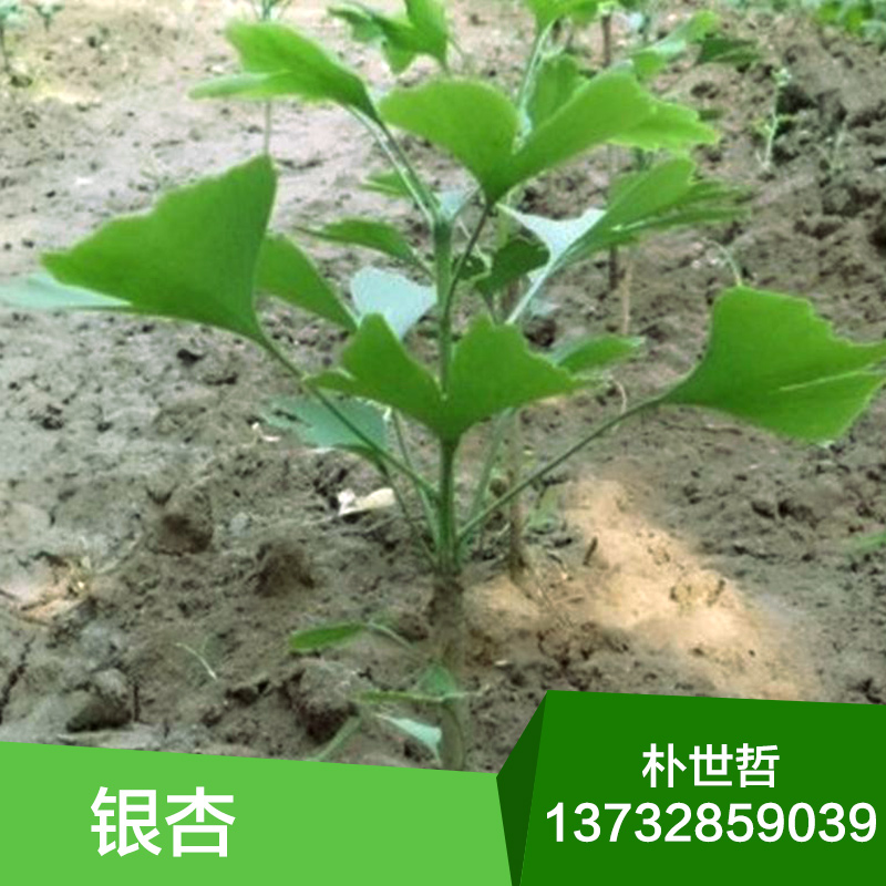 東北銀杏苗批發(fā)*東北銀杏小苗批發(fā)報價*東北銀杏苗生產(chǎn)基地 *北方銀杏苗批發(fā)*東北銀杏苗*銀杏小苗渠道