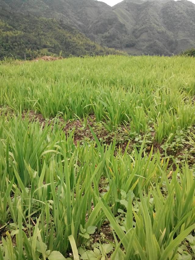 供應(yīng)用于種植|藥用的射干種苗廣西中藥材種植基地