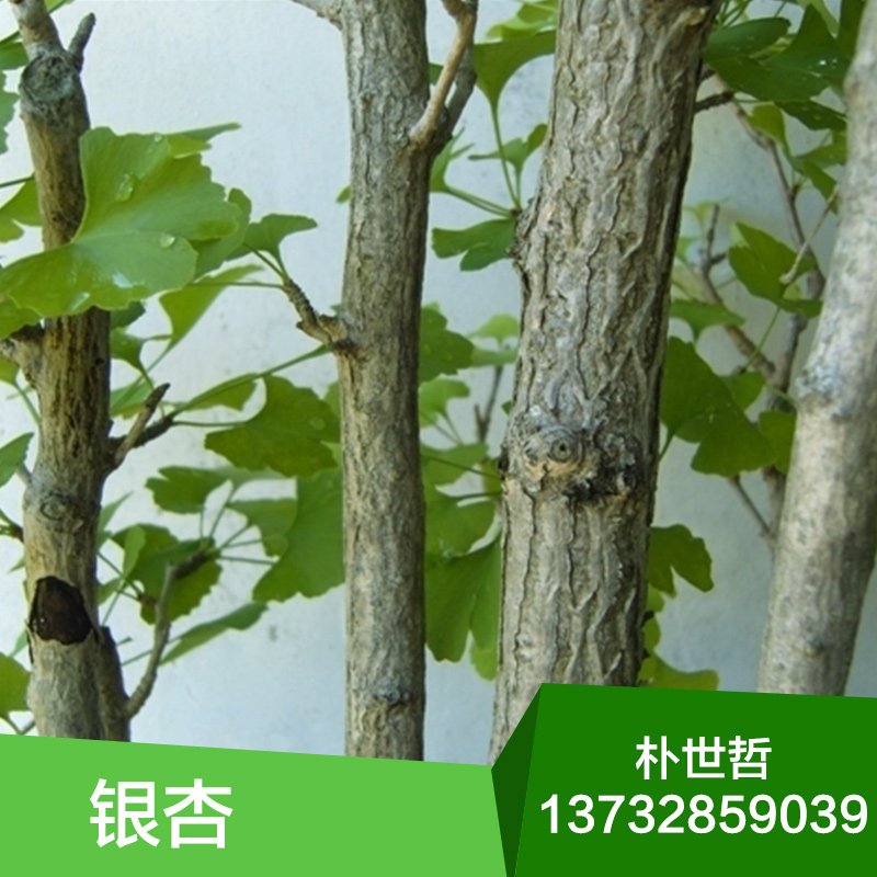供應(yīng)銀杏苗，銀杏苗價(jià)格，銀杏苗生產(chǎn)基地，銀杏小苗 ，基地直銷(xiāo)，銀杏樹(shù)苗木報(bào)價(jià)，銀杏苗批發(fā)，產(chǎn)地直銷(xiāo)，東北苗木，小苗批發(fā)