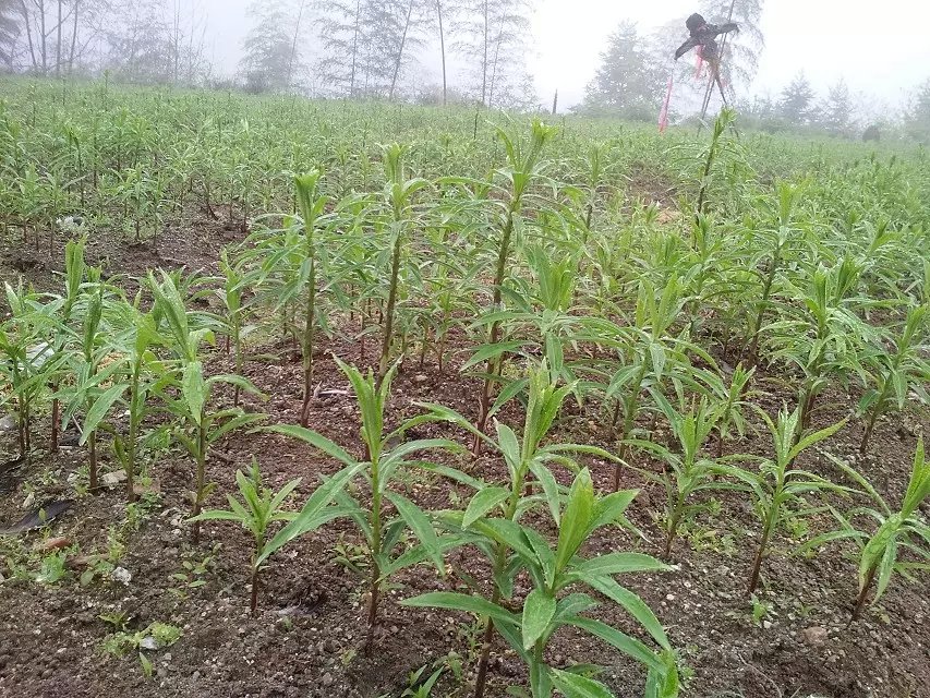 供應(yīng)用于種植|食用的龍牙百合廣西中藥材種植基地