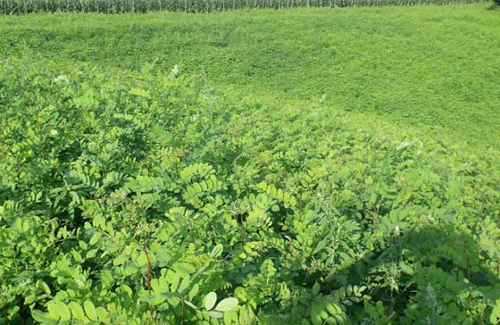 刺槐苗，刺槐苗價(jià)格，批發(fā)刺槐苗