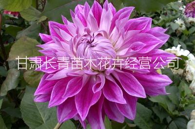 供應臨洮大麗花