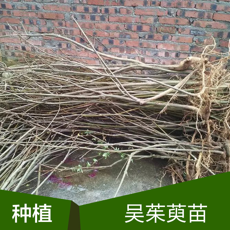 供應廣西吳茱萸種苗中花 吳茱萸中花種植基地